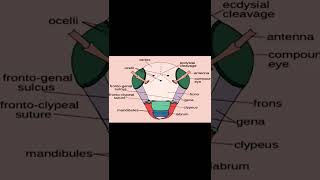 Parts of insects head