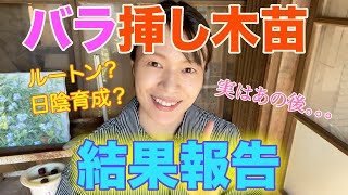 【バラ挿し木その後】バラ挿し木苗の結果をご報告！あの挿し木苗はどうなった？？