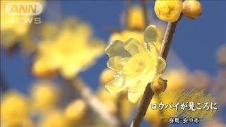 ロウバイの花が見頃　つややかな黄色が冬の空に(20/01/03)