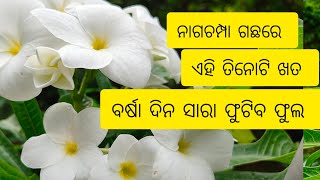 ନାଗଚମ୍ପା ଗଛରେ ଦେଇଦିଅନ୍ତୁ ଏହି ଖତ, ନଭେମ୍ବର ମାସ ପର୍ଯ୍ୟନ୍ତ ଫୁଟିବ ଫୁଲ/Plumeria care tips.