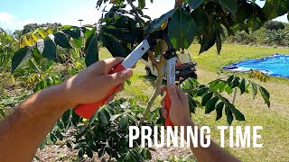 POV Pruning w/ FELCO Loppers