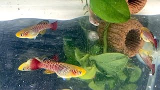 【卵生メダカ】ノソブランキウス ギュンテリー レッド killifish nothobranchius guentheri red 熱帯魚アクアリウム水槽 #Shorts