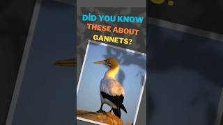 Graceful Gannets: Nature's Master Divers | Birdwatching in the Wild