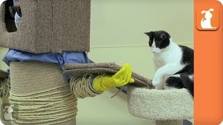 Human Cat Tree - The Human Cat Toy Experiment