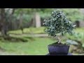 Indoor Bonsai care