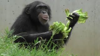 おやつの時間だよ！フブキ　It's a snack time!   チンパンジー　多摩動物公園