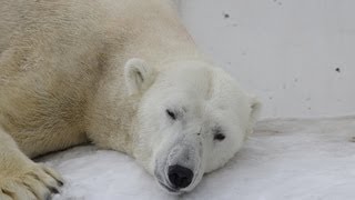 ホッキョクグマ　デナリ　雪面でスリスリ~Polar Bear rubs the body against snow