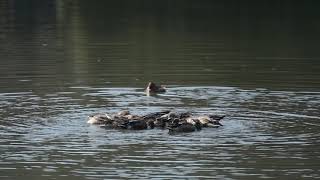 ハシビロガモがぐるぐる