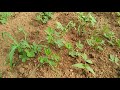 plant a groundnut plant rotator method