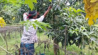 দেখুন।কিভাবে আম পাড়া হচ্ছে গাছ থেকে। fresh mango