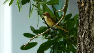 นกอีเสือสีน้ำตาล (Brown shrike)  #นกอีเสือสีน้ำตาล #Brownshrike