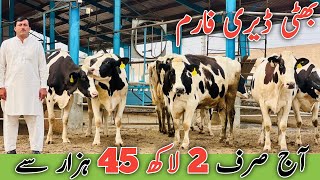 Bhatti Dairy Farm | Australian Friesian cows | Imported cows | 15 November 2024