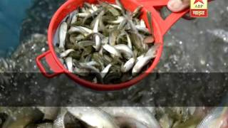 712 : Kolhapur : Fish seeds