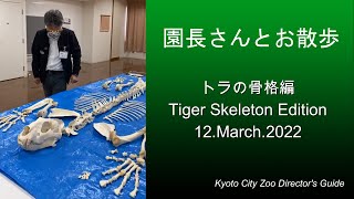 園長さんとお散歩20220312/Kyoto city zoo Directors guide.Tiger Skelton Edition.Sorry, Japanese only.