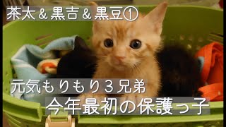 【保護子猫の成長記録】はじめてのシャンプー！離乳食＆トイレトレーニング始めます　茶太＆黒吉＆黒豆①生後約1ヶ月