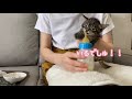 離乳食をあーんして食べさせる　生後36日目　【ももちゃん日記23】feed baby food to baby cats. 36　days after birth. momo chan s diary