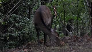 「わんこひろば」からの帰り、鹿に遭遇～広島県緑化センター　7340