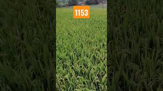 1153రకం /2023/రబి#bharathraithubadi#viral#Paddy#Vari#Agricultural