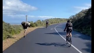 Ostrich racing with Cyclists