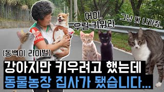 입사마을 동물농장에 어서오세요ㅣ길냥이들에게 간택당한 집사와 강아지의 하루ㅣ마기꾼들Ep9