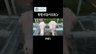 【モモイロペリカン】ペリカンのパックン【サンシャイン水族館】#Shorts