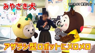 【みやざき犬】アザラシ型メンタルロボット「パロ」にメロメロ (201901宮交シティ)