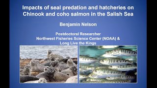 Impacts of seal predation and hatcheries on Chinook and coho salmon in the Salish Sea