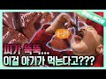 캡사이신 베이비 나와!!!! 역대급 아기 사자 베이비 등장...🦁ㄷㄷ┃A Baby Boy Craving for BLOOD