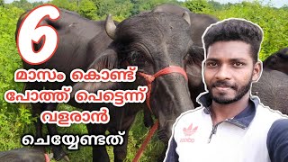 how to grow buffalo after six months| പോത്ത് വളർത്തൽ 6 മാസം|Farming Tech Malayalam|