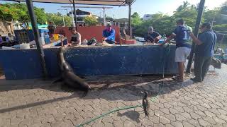 Seals and birds waiting for fish scraps