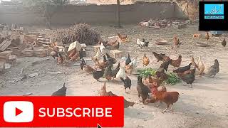 Poultry Farming in Pakistan || Broiler chicken Farming Vlog -  Arain Production