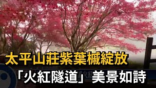 太平山莊紫葉槭綻放　「火紅隧道」美景如詩－民視新聞