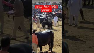 PDFA ਮਿਲਕ ਬਿਊਟੀ ਮੁਕਾਬਲਾ। ਟੌਪ ਦੀਆਂ ਮੱਝਾਂ ।  #pdfa #shortvideo  #viral