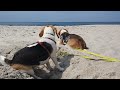 strand bassenfleth und luna