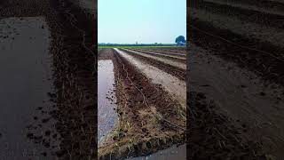 शेतकरी व्यथा... शेतकरी जीवन.. 🧅🧅🥺🥺 #youtubeshorts #shortvideo #short #shorts #youtubeshorts #farming