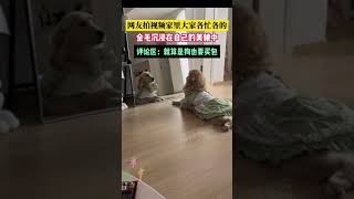 爱美的金毛沉浸于自己的美貌当中，无法自拔  #shorts