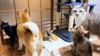 飼い主帰宅は盛大なお出迎えで犬猫たちの喜びが止まりません！