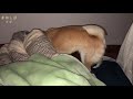 飼い主の布団に潜り込んで寝たい甘えん坊な柴犬【豆柴すずの生態】shibainu