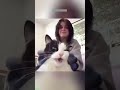 cute cats 😅 funny cats meme 😾 funnycats episode 3303