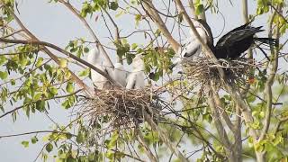 Elathur lake ,bio diversity