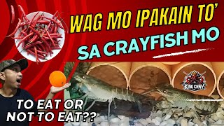 Crayfish Feeding Method: Pagpapakain, Mga Top Tips Simple Mistakes at Bawal Na Pagkain #crayfishfarm