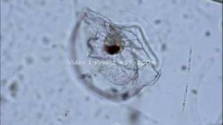 video1_Protist59_2009.wmv