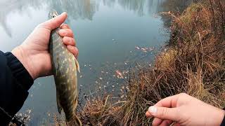 TURNA / PERCH Avı Hecht und Barsch im Herbst