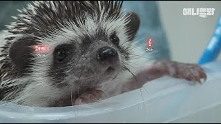 공중 화장실에서 가방 하나를 주웠는데.. 안에 고슴도치가 있네요ㅣPicked Up A Hedgehog In A Restroom