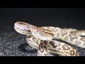 奄美の森でハブと遭遇！！怒涛の連続攻撃！！venomous snakes in amami