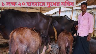 মাত্র ১ লক্ষ ২০ হাজার টাকা পিস রানিং দুধের মহিষ বাচ্চা সহ | বাবু ভাইয়ের ধামাকা কালেকশন দেখুন