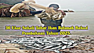 Castnet/Fishing, 36 Ekor Sekali Tebar Ikan Belanak Rekod Pembukaan Tahun 2025.