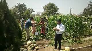 Pumpkine ( kumbala- ಕುಂಬಳ ಕಾಯಿ)cultivation