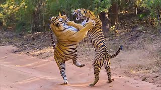 Can Siberian Tigers Really Kill Each Other in Captivity | Scenes You Won’t Believe