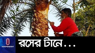 হেমন্তেই শীতের রসের প্রস্তুতি, মিলবে গুড়… || Chuadanga Date Tree